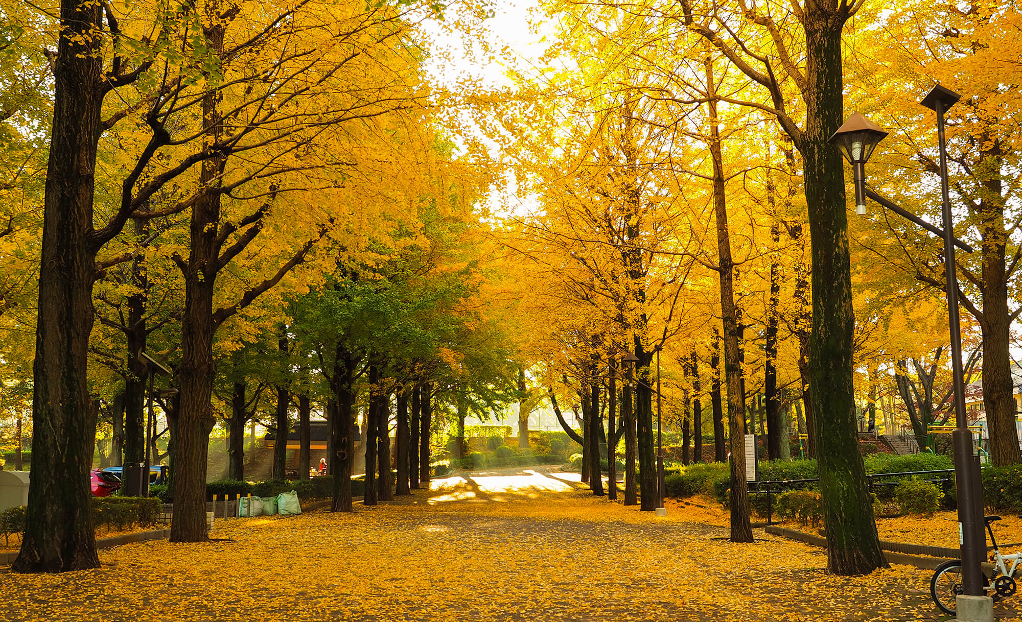 autumn park