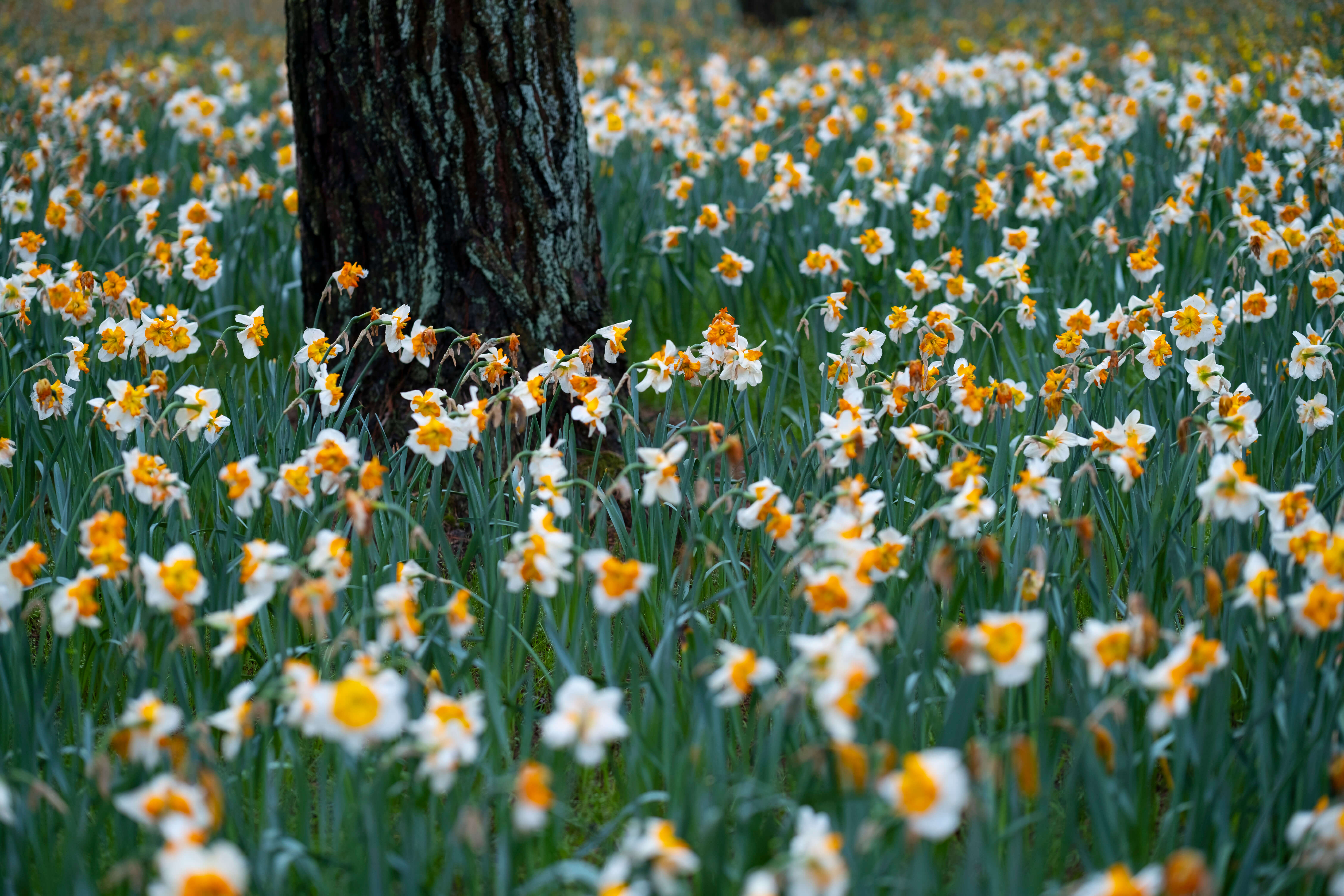 flower-collection